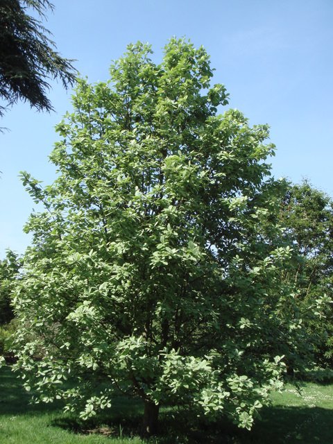Sorbus aria